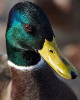 Portrait of Duck in three/fourth