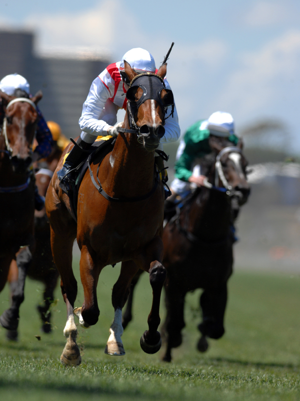 Luxury Market Horse Race